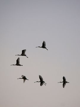 Lepelaars in vlucht