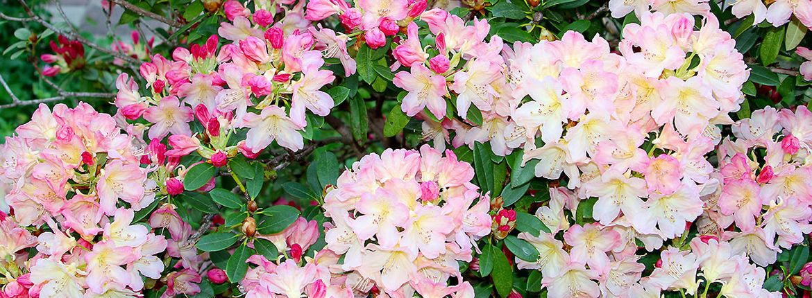 Rhododendron / Shutterstock