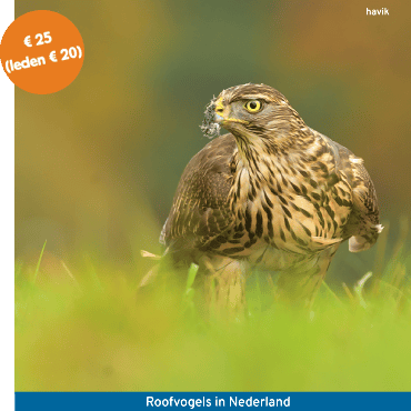 Cursus Roofvogels in Nederland