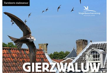 Download factsheet gierzwaluw