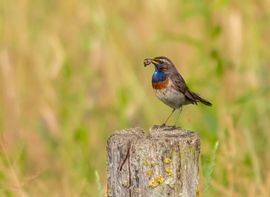 Blauwborst op paal