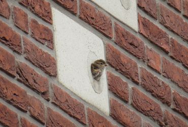 waterstraat nijmegen huismus jongen