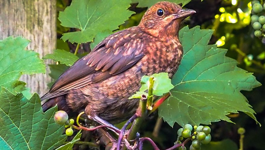 Merel jong in druif / Jan Damen - Fotogalerij