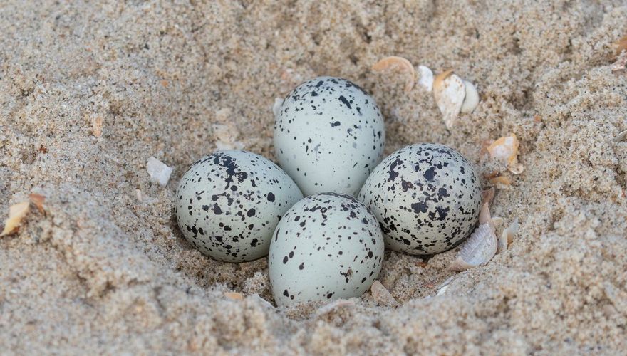 Eieren bontbekplevier / Marcel Klootwijk