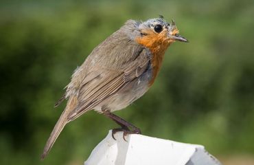 Roodborst in de rui / iStock