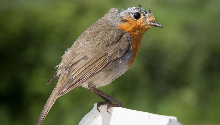 Roodborst in de rui / iStock
