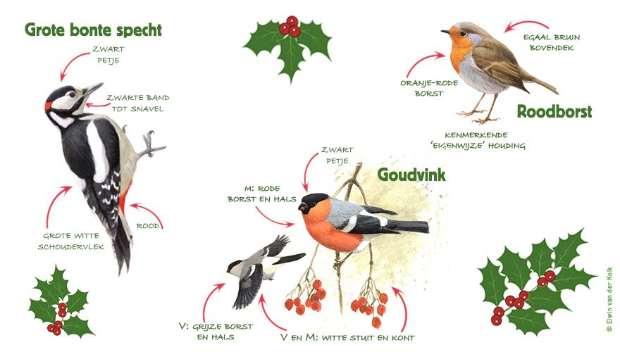 Infographic grotebontespecht / roodborst / goudvink