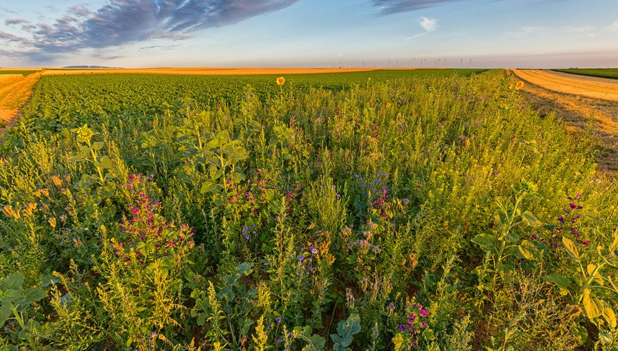 Landschap / BirdLife International