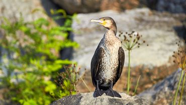 Jonge aalscholver / Shutterstock