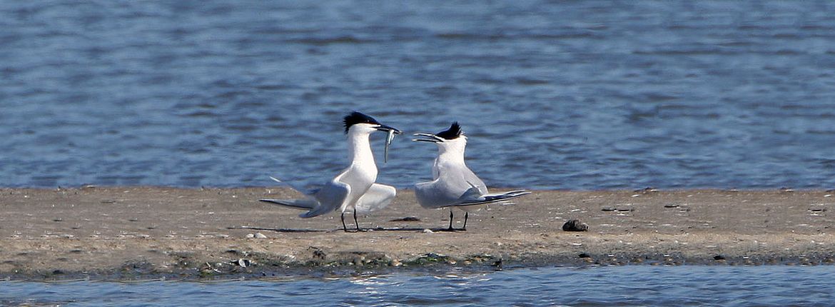 Grote stern / Birdphoto