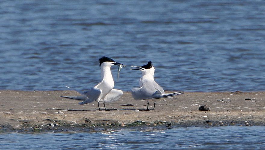 Grote stern / Birdphoto