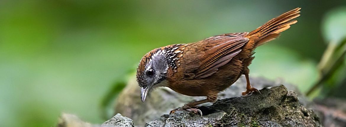 Spot-necked Babbler / Marc Guyt AGAMI