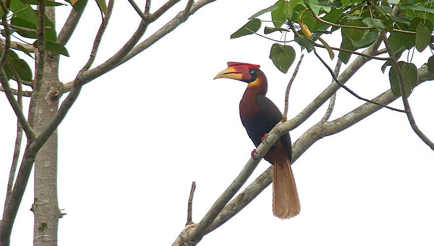 Rufous-Hornbill - Pete Morris AGAMI