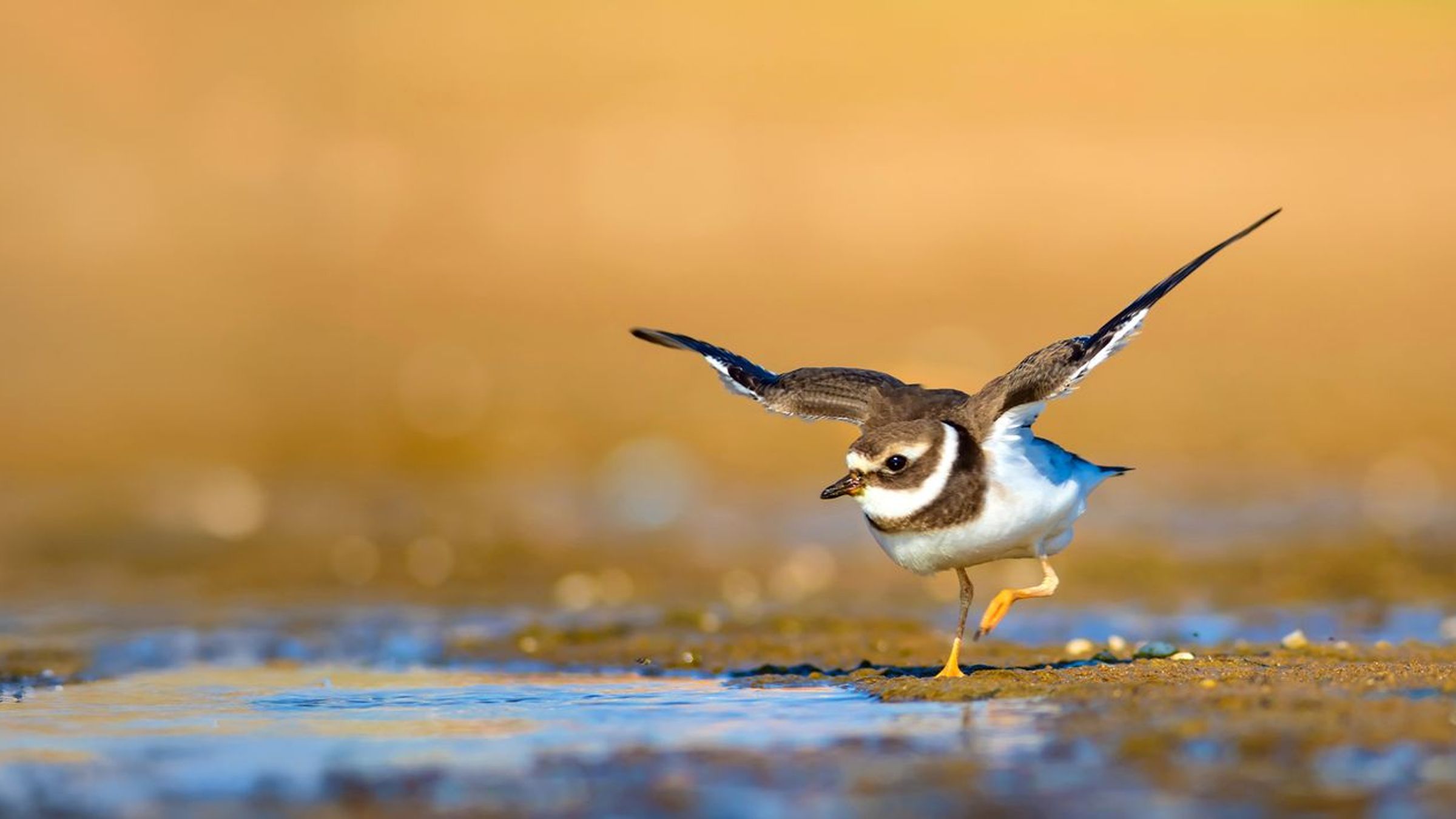 Bontbekplevier / Shutterstock