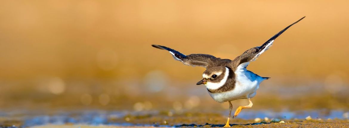 Bontbekplevier / Shutterstock