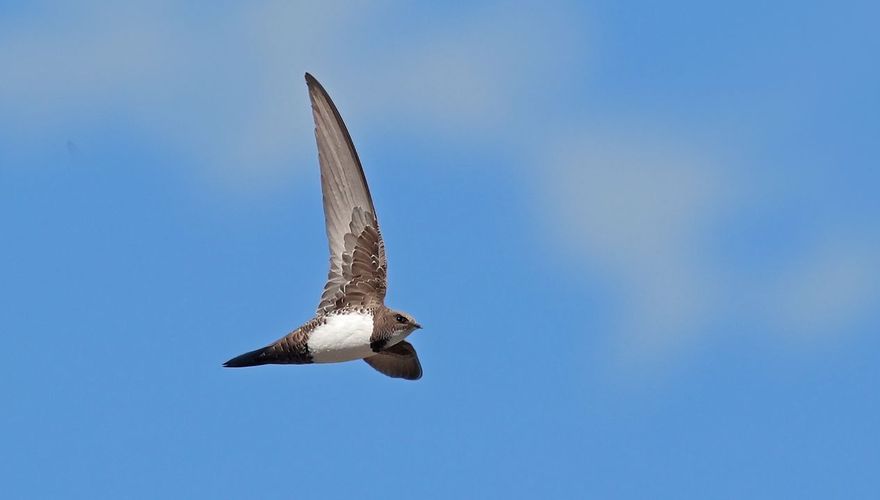 Alpengierzwaluw / Ruwan Aluvihare