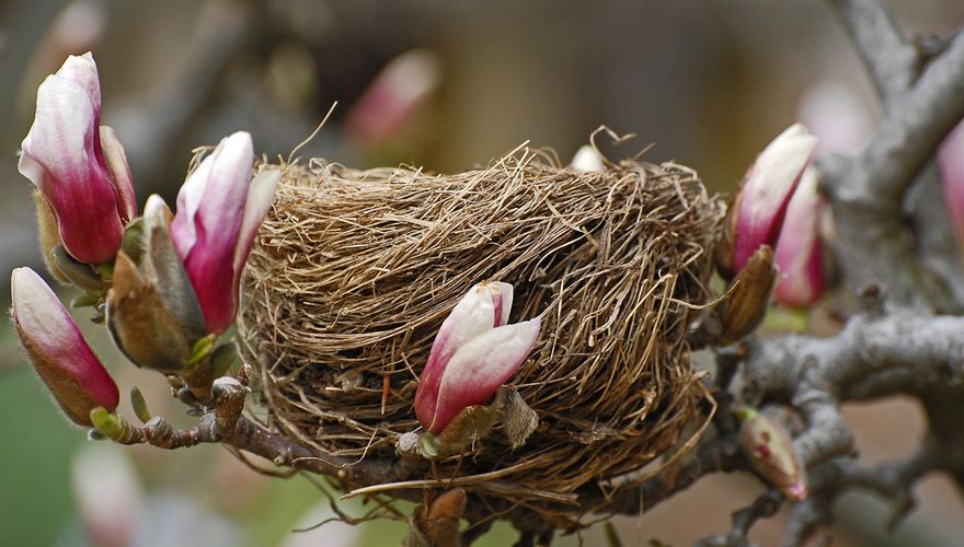 Nest in magnolia / Pixabay