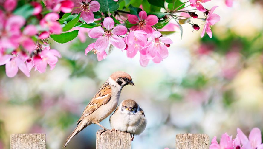 Meer vogels in de tuin? 2 x 9 tips | Vogelbescherming
