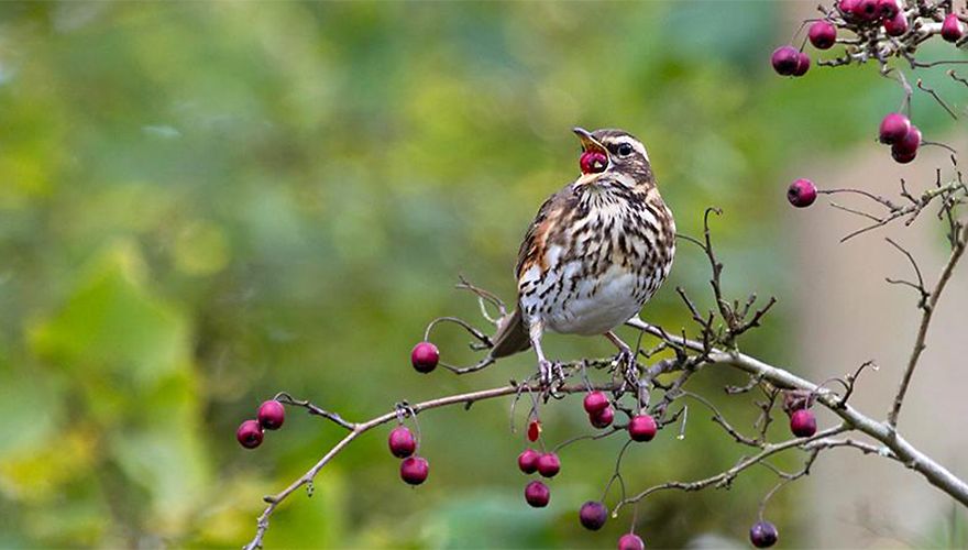 Koperwiek / Edwin (Vogelweb)