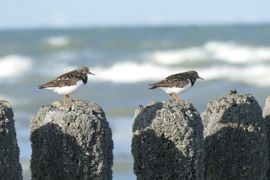 Wandelende steenlopers