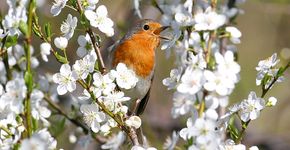 Roodborst / Shutterstock