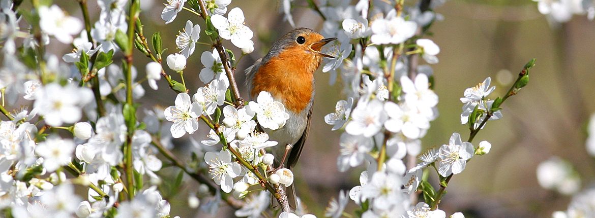 Roodborst / Shutterstock