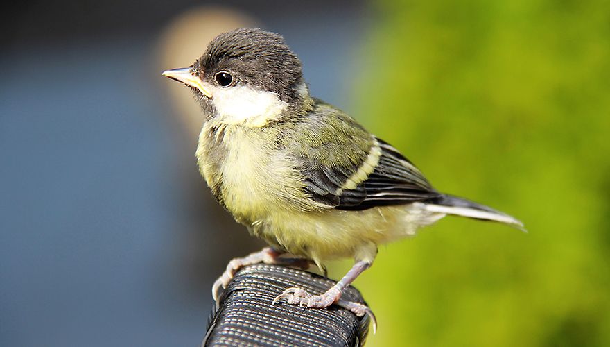 Reusachtig Clan slim Hoe oud wordt een vogel? | Vogelbescherming