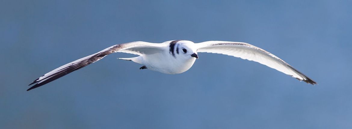 Drieteenmeeuw / Shutterstock