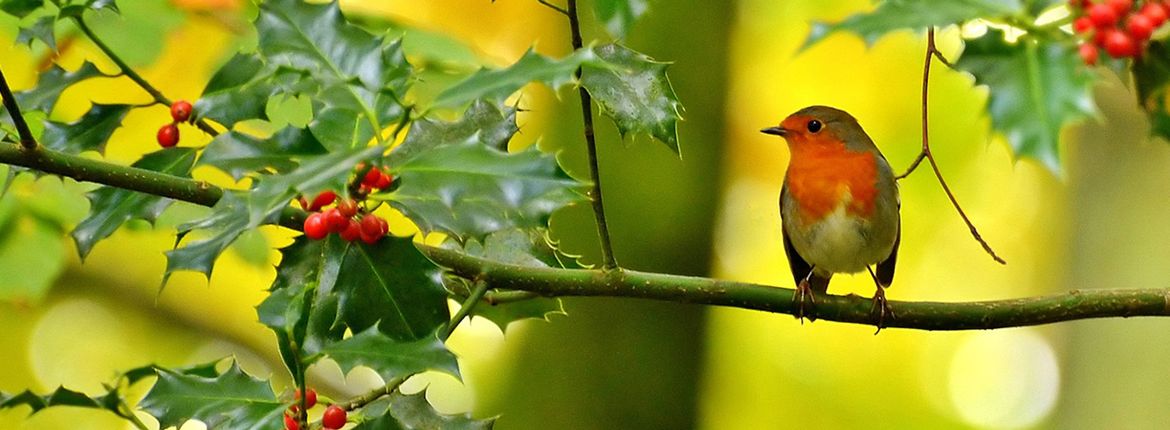 Roodborst op hulst / Anita Koetsier (Fotogalerij)