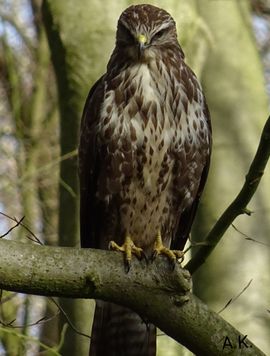 Ik hou je in de gaten 
