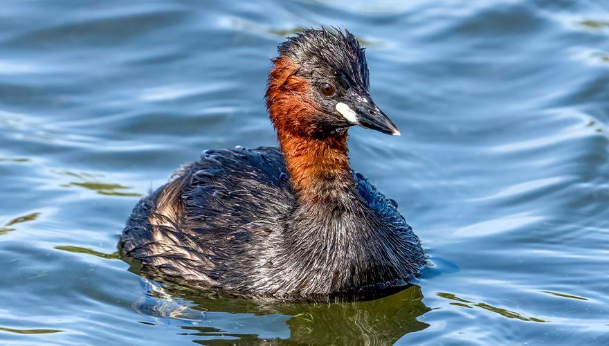 Dodaars / Peter van Graafeiland