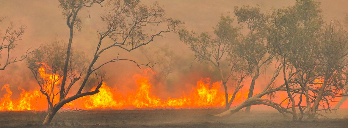 Bosbranden in Australie / Shutterstock