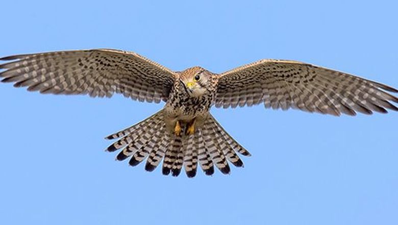 Torenvalk / Jan Jongejan, Fotogalerij