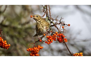 Zanglijster in lijsterbes / Shutterstock