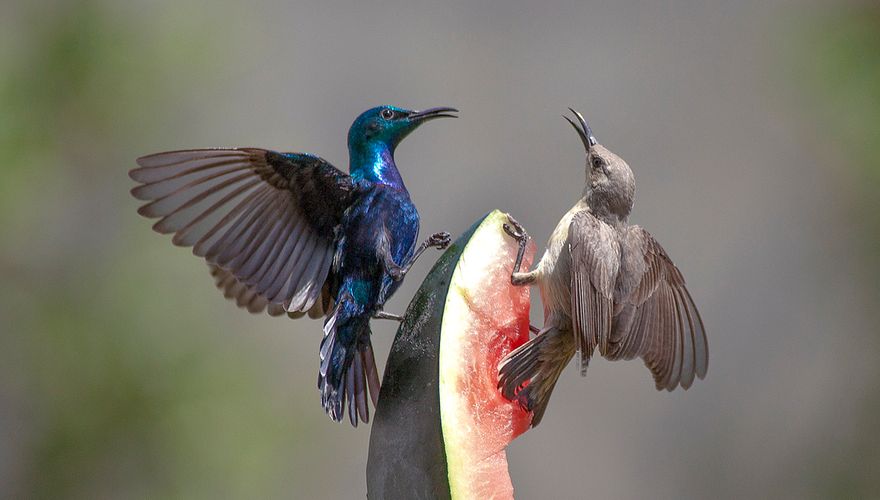 Purple sunbirds / Shutterstock