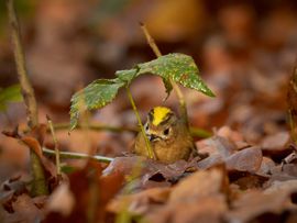 Insecten-inspectie