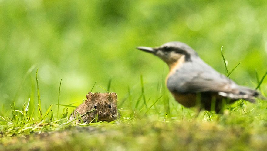 Boomklever en rosse woelmuis / Hans Peeters