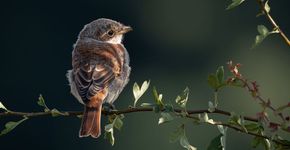 Grauwe klauwier / Robert van der Sluis