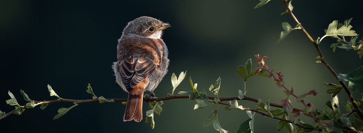 Grauwe klauwier / Robert van der Sluis