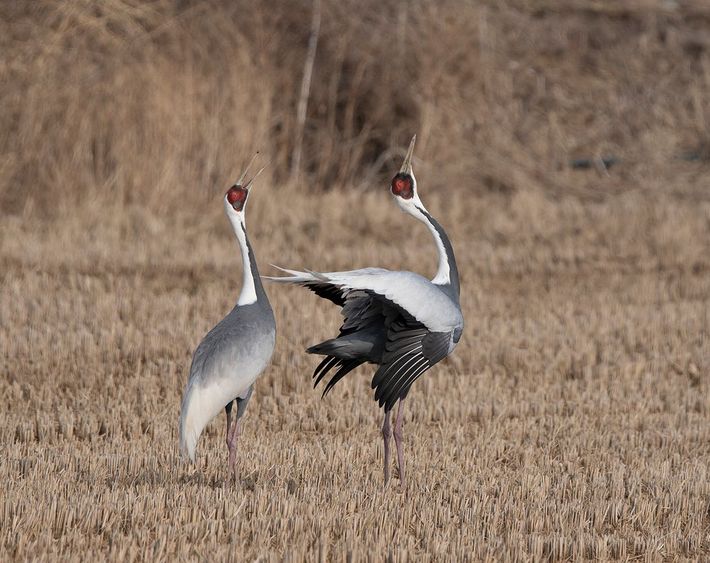 Grus vipio / Victor Heijke