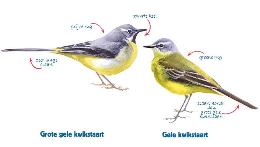 Infographic grote gele kwikstaart - gele kwikstaart