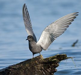 Zwarte stern / Shutterstock