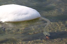 Onder water eten zoeken