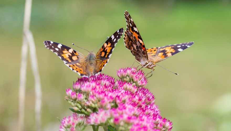 Distelvlinder op hemelsleutel / Shutterstock
