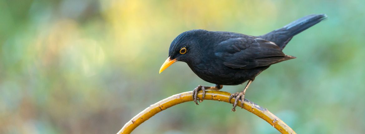 | Vogelbescherming