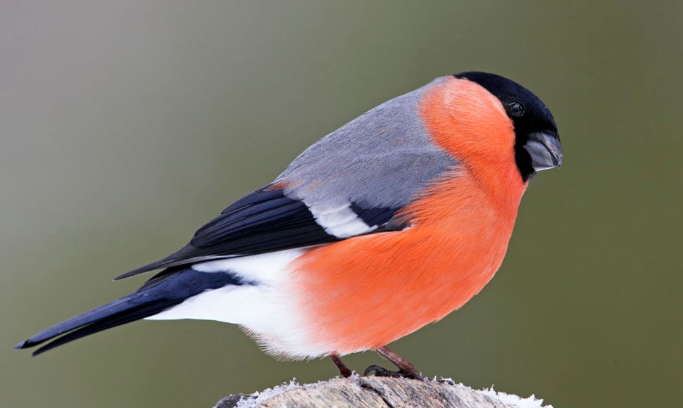 aantrekken Depressie Voorzitter Goudvink | Vogelbescherming