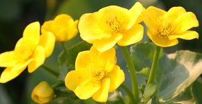 Dotterbloem / Jasper de Ruiter