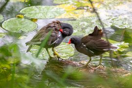 Twee waterhoenders wanen zich onbespied