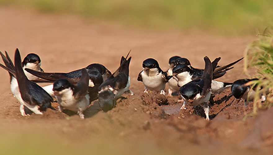 Huiszwaluw / Shutterstock