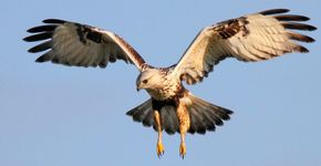 Ruigpootbuizerd / Koos Dansen